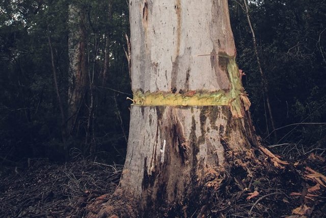 A ring of bark was removed around the entire tree.