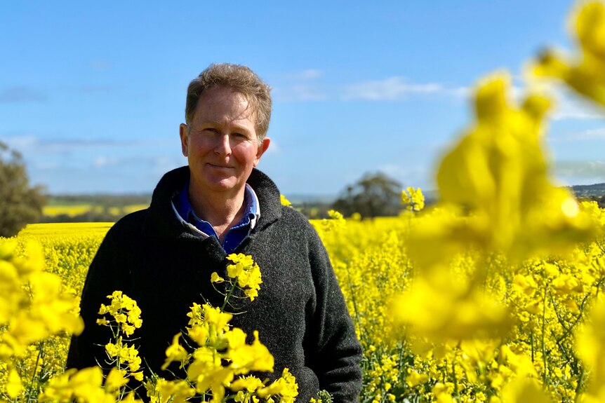 A man stands in a yellow canola crop