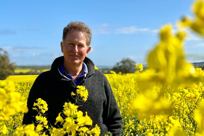 A man stands in a yellow canola crop