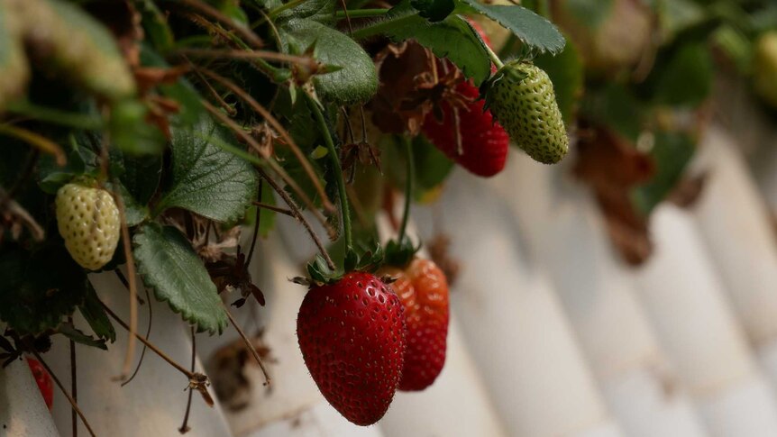 Closeup of two strawberries hanging in a greenhouse. One strawberry is in sharp focus the others are blurred.
