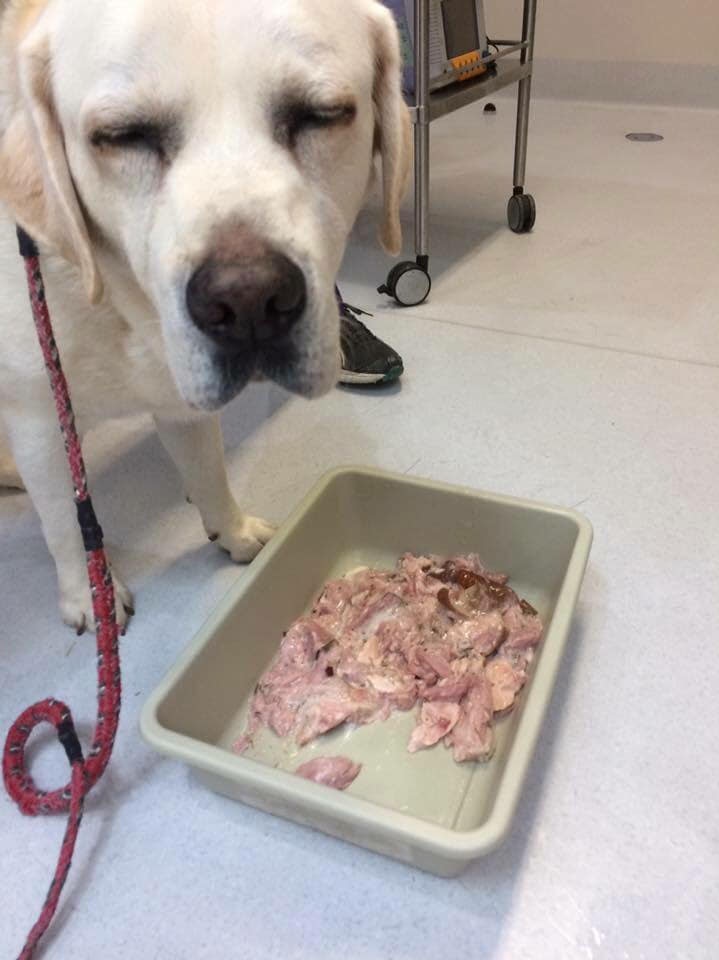 A dog in front of a bucket of Christmas ham he's been throwing up