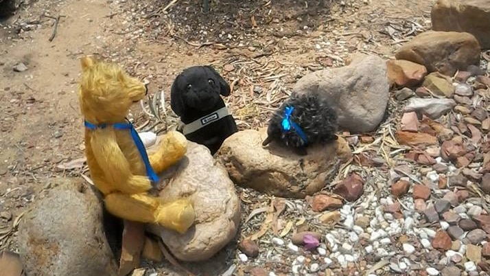 A toy teddy bear, black dog and echidna (also toys) in a garden setting.