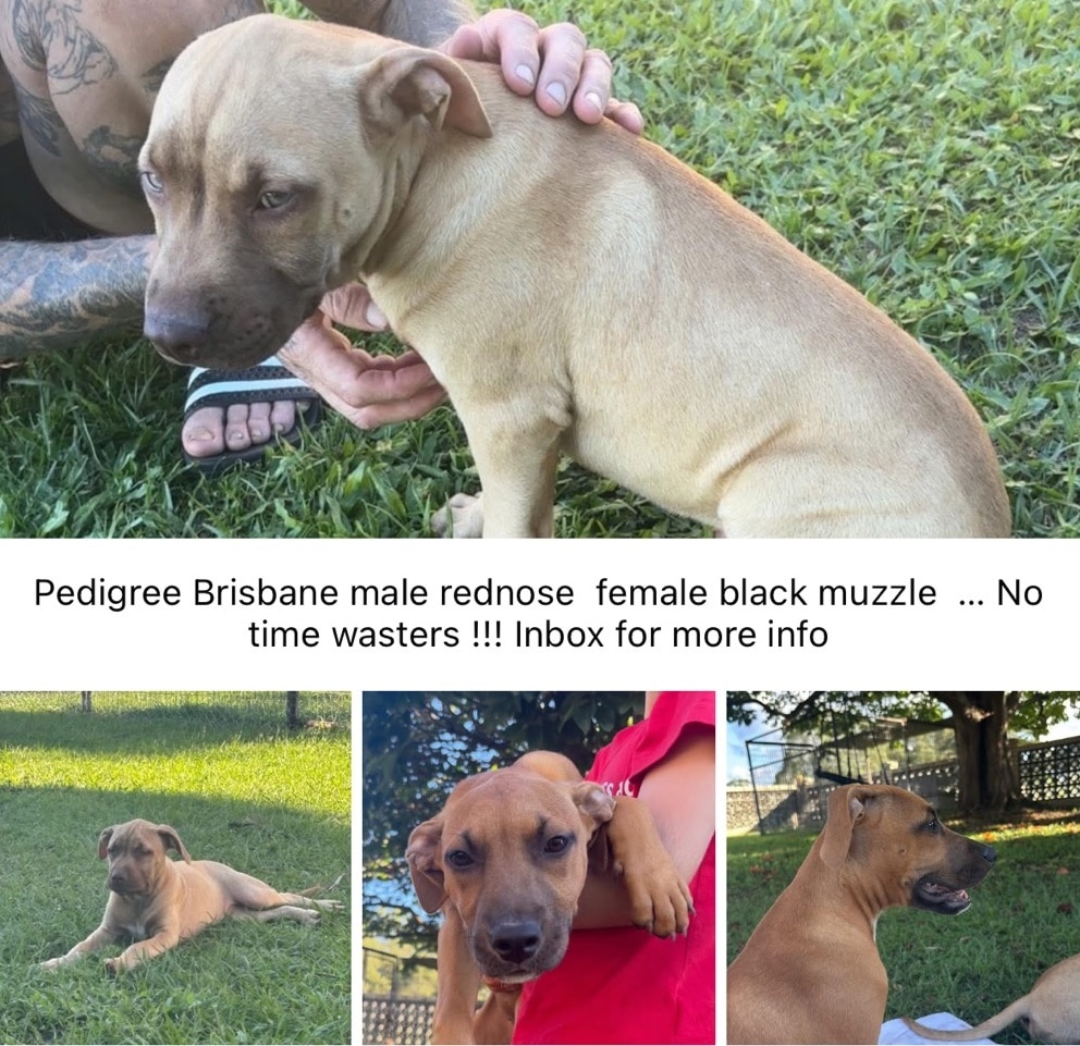 The ABC has witnessed the sale of American pit bull terriers in private groups.