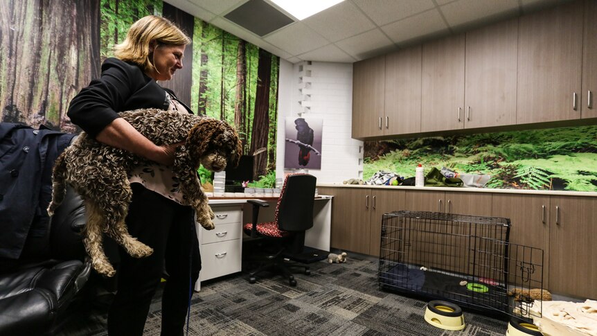 De Pauleen Bennett in the 'Dog Lab', Australia's first dedicated dog behaviour lab based at La Trobe University Bendigo.