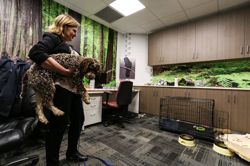 De Pauleen Bennett in the 'Dog Lab', Australia's first dedicated dog behaviour lab based at La Trobe University Bendigo.