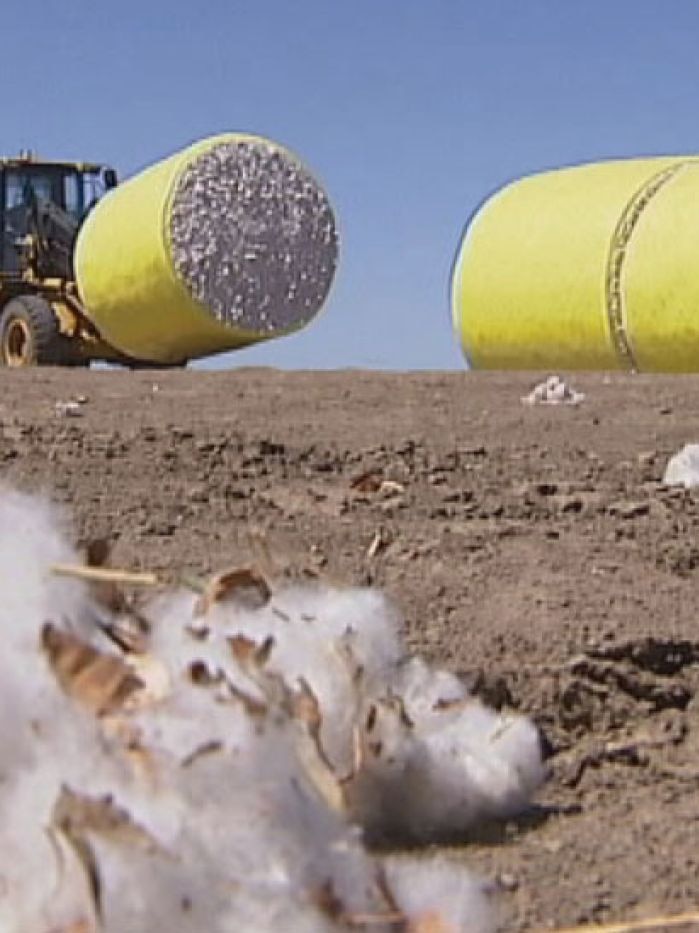 Cotton and tractor in field in Queensland