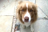 A close up of a tan and white border collie.