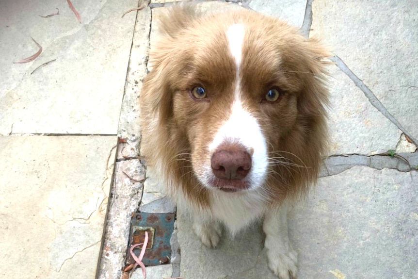 A close up of a tan and white border collie.