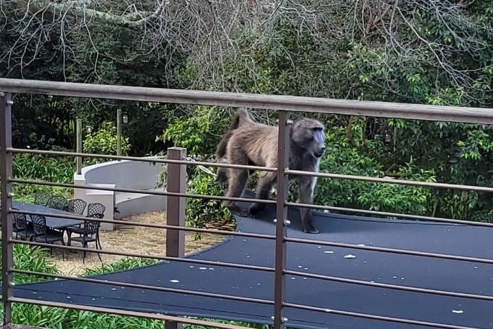 A male baboon walks across a sunshade in front of a balcony railing.