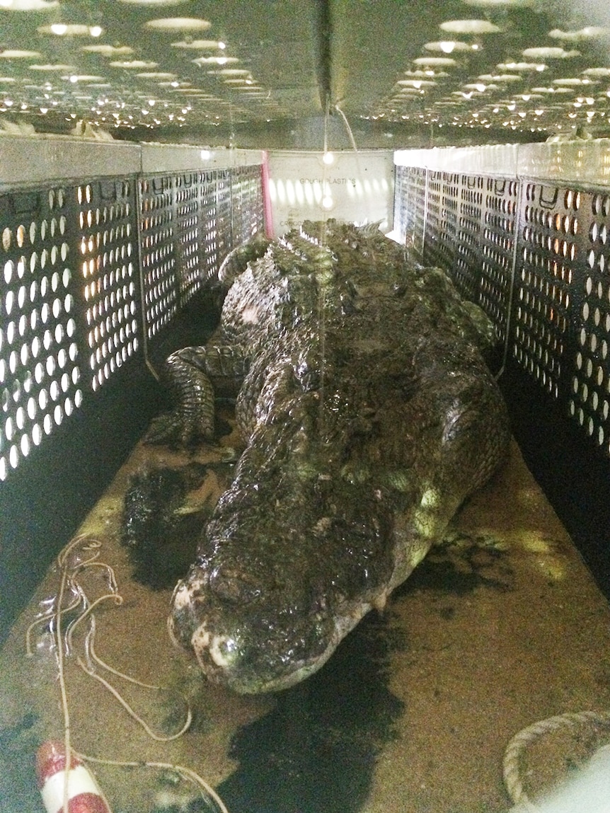 Monster saltwater crocodile captured on Townsville's foreshore