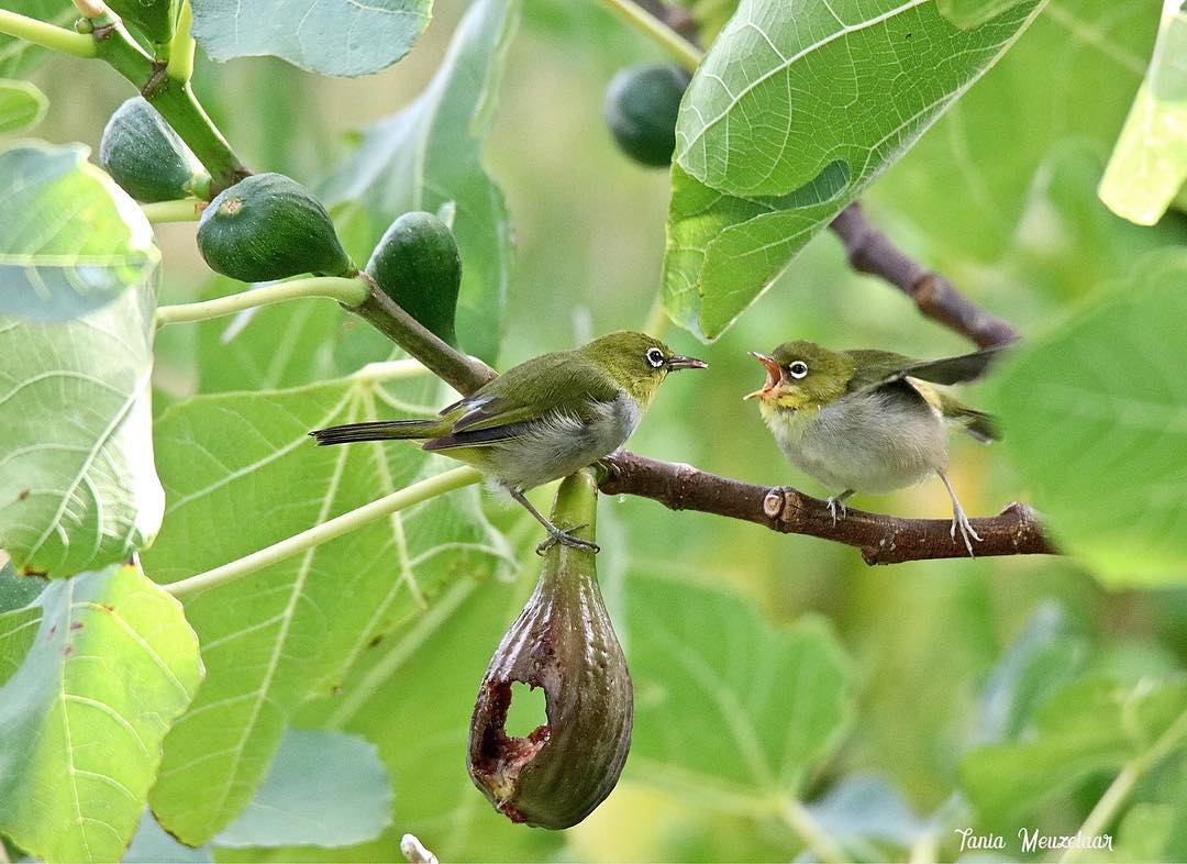Gardening talkback: Brassicas, figs and pine needles - ABC listen