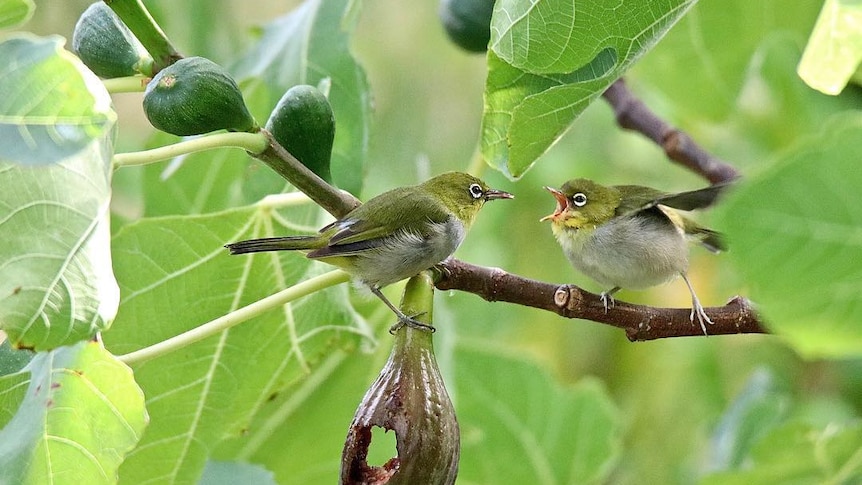 Two silvereye birds in a fig tree with a fig that's been eaten.