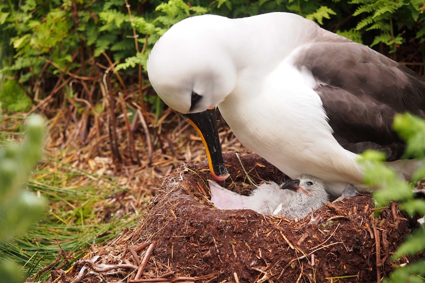 An albatross with a yellow stripe on its beak tends to a small fluffy chick in a nest amidst lush vegetation.