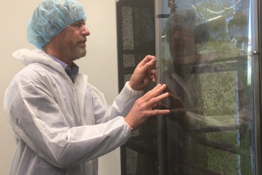 SIT program director Dan Ryan in the egg collection room opening cage full of breeding flies.