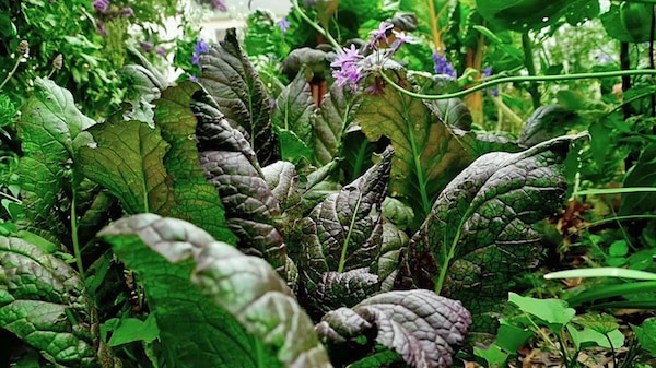 Green leafy vegies growing in a garden.