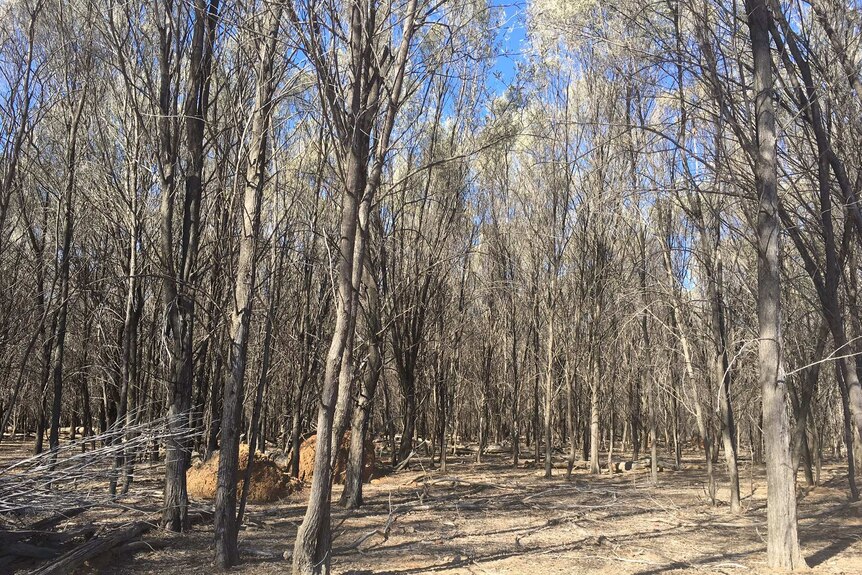 A dense forest of mulga trees on a property in south west Queensland.