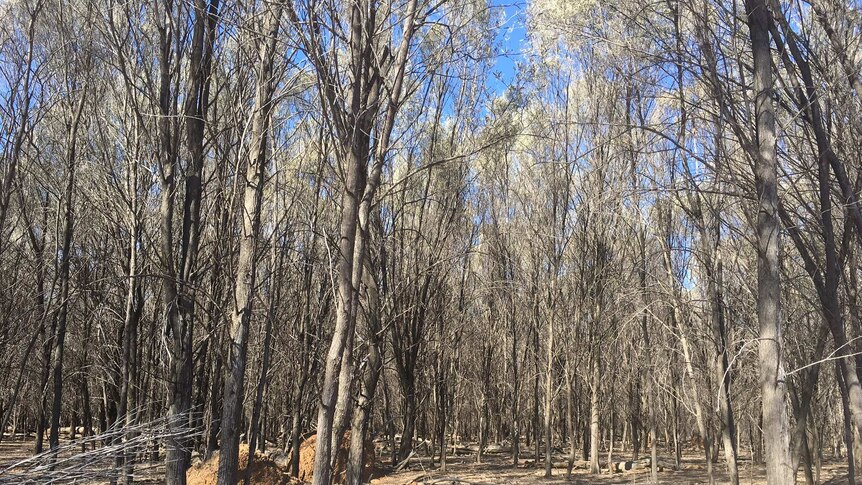 A dense forest of mulga trees on a property in south west Queensland.