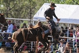 LANDLINE: A rider is thrown from his saddle at the Borroloola rodeo