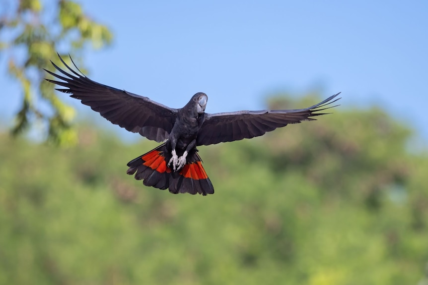 A black cockatoo flying, with blue sky and green trees in the background. 