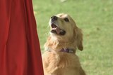 Dogs dance for glory at Perth Royal Show