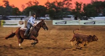 Campdrafting