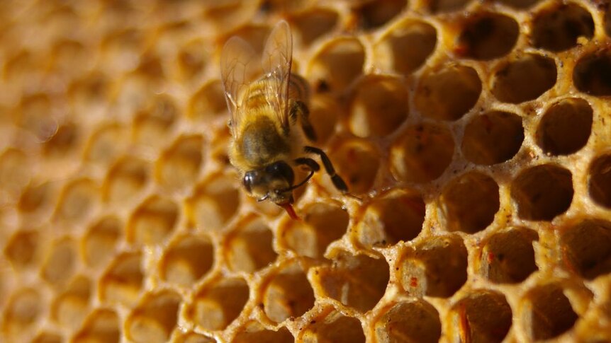 A lone bee sips honey straight from the comb.