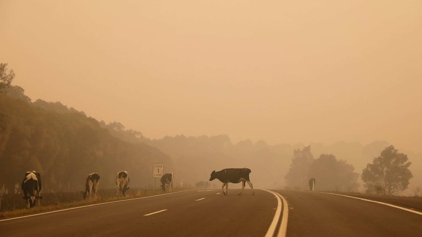 Black and white cows roam for pick on the side of a carless highway. An ominous orange smoky sky fills the background