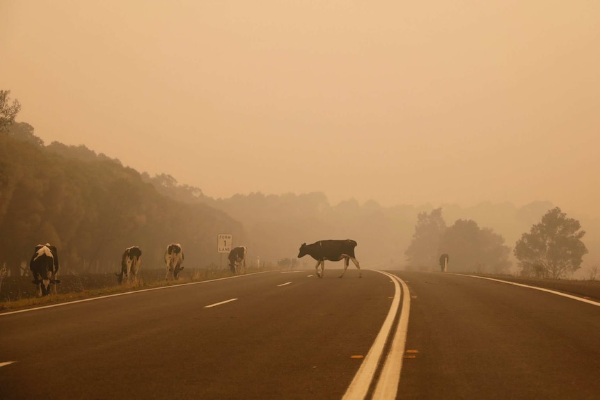 Black and white cows roam for pick on the side of a carless highway. An ominous orange smoky sky fills the background