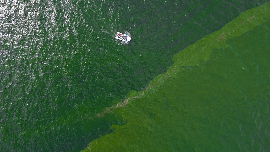An aerial view of green sea water. 