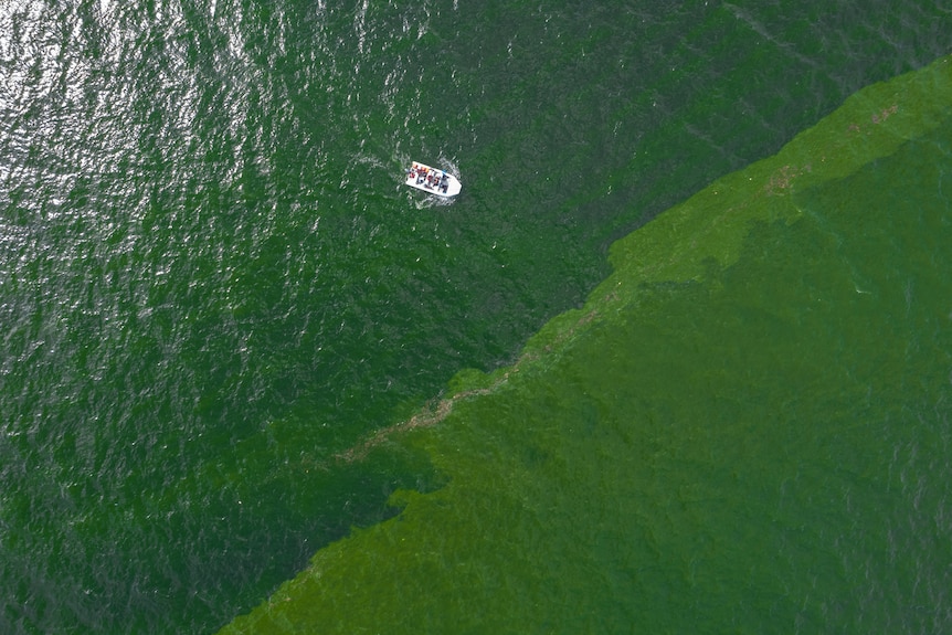 An aerial view of green sea water. 