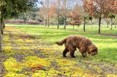 A dog sniffing the ground for truffles