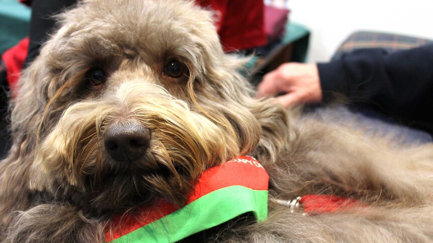 Delta Society therapy dog Bailey, loving the attention from residents at supportive accommodation near Hobart.