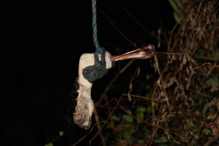 A butchered dog's leg hangs from a rope