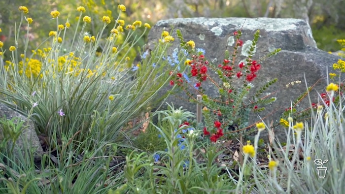 Colourful wildflowers growing in bush with large rock in the background