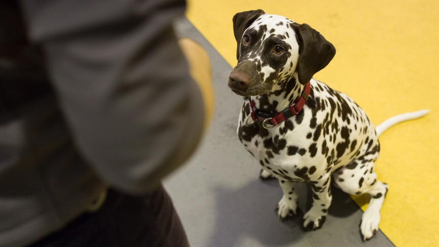 A Dalmation focuses intensely on a handler.