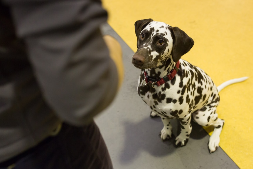 A Dalmation focuses intensely on a handler.