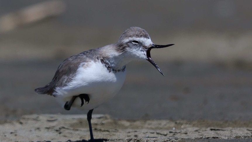 A grey and white bird standing on one leg with its beak open