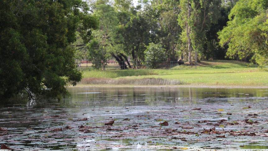 A lake in a park, with green grass and trees in the background. 