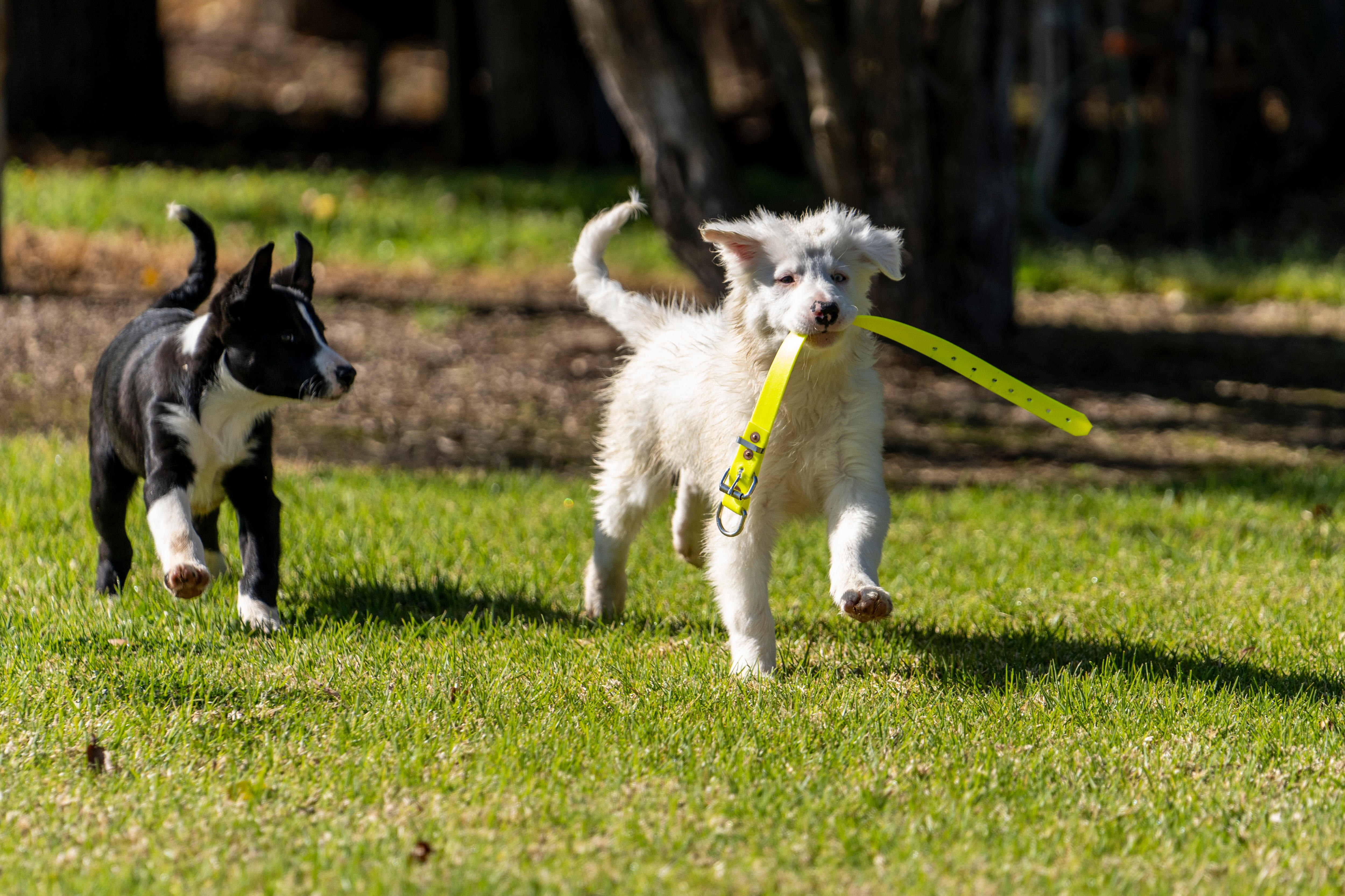 A black and white border collie pup chases and pure white collie puppy with a yellow collar in its mouth