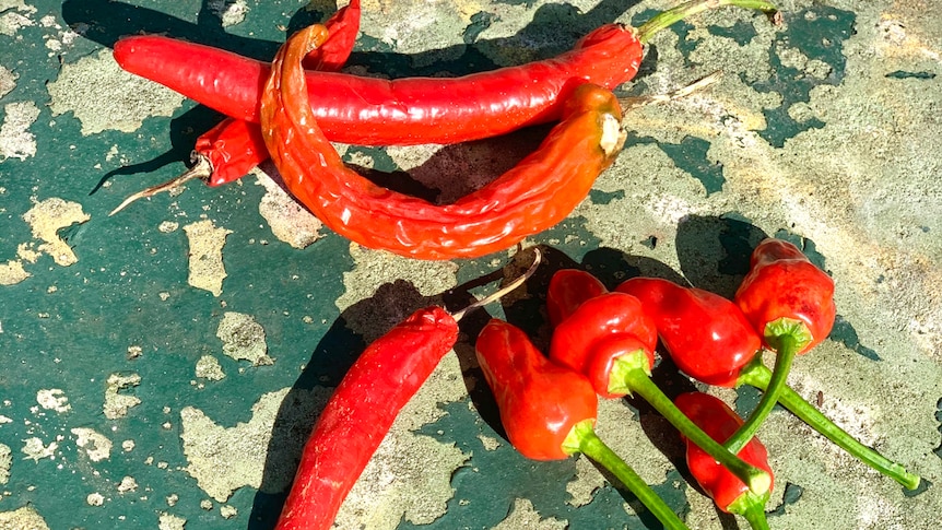 A group of freshly-picked red chilies lie on a speckled stone surface.