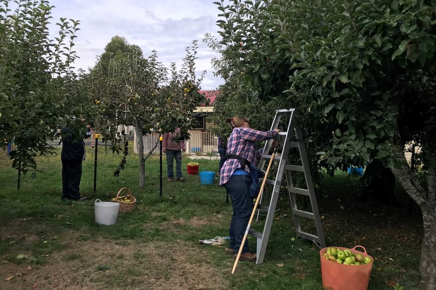 Harvest Helpers ensuring backyard fruit doesn't go to waste