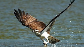 An osprey protection zone is set up on the SA west coast.