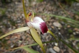 A close up of an orchid bloom.