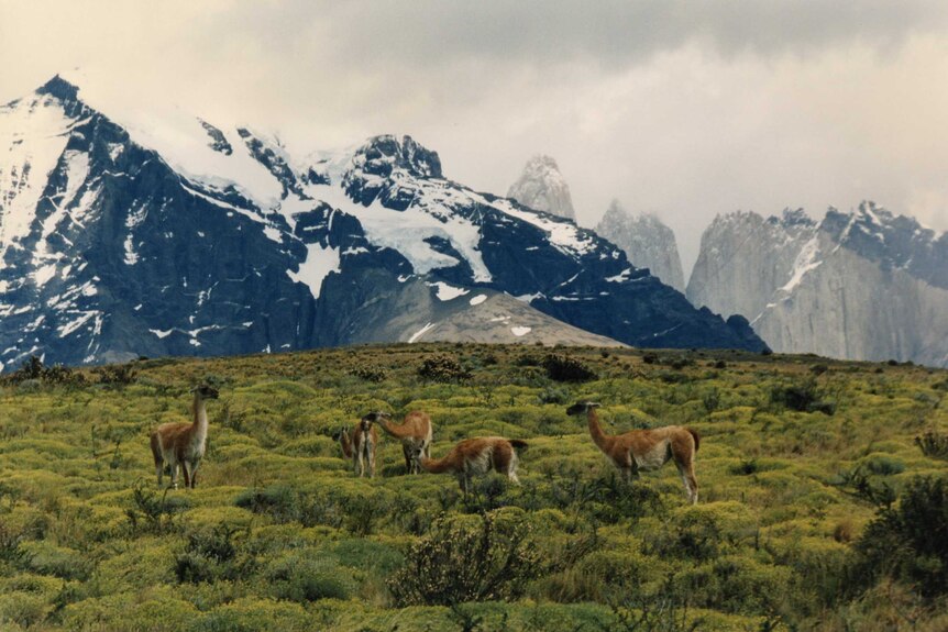 Guanacos in Torres del Paine National Park in Patagonia