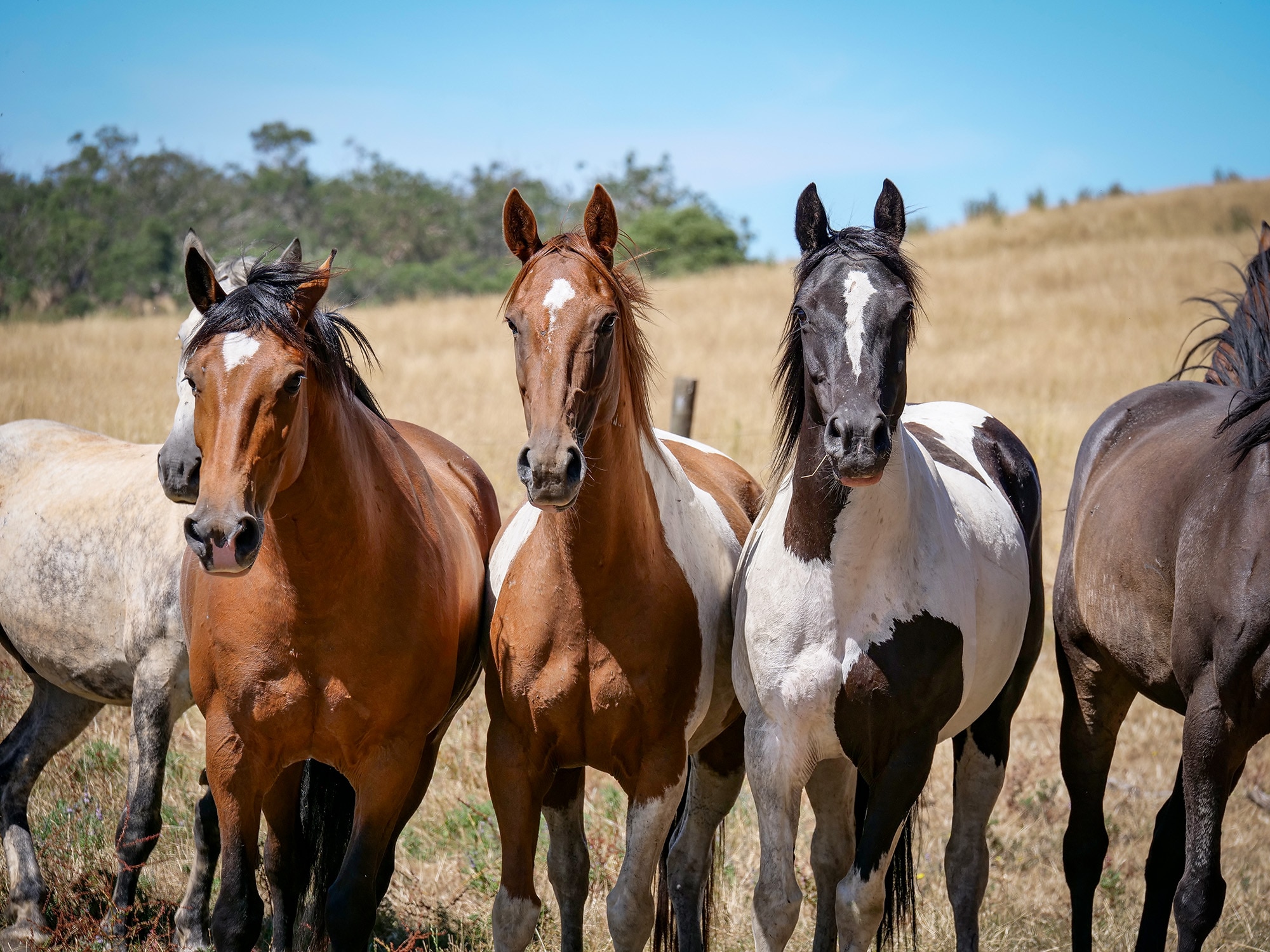 Horses in a paddock