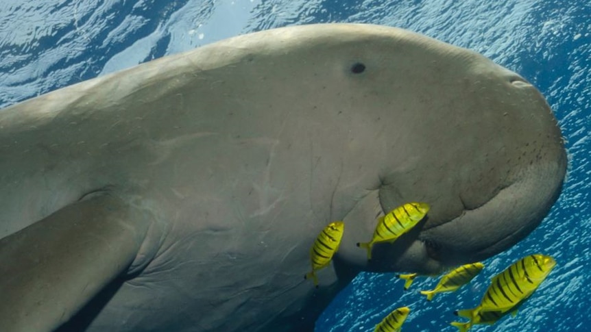 A close up picture of a dugong with 6 yellow fish swimming by it's nose