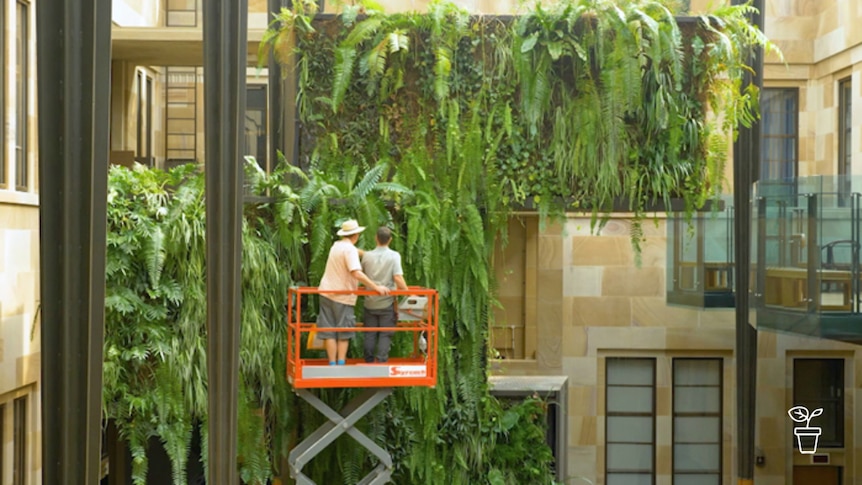 Men in scissor-lift looking at wall of plants inside a building