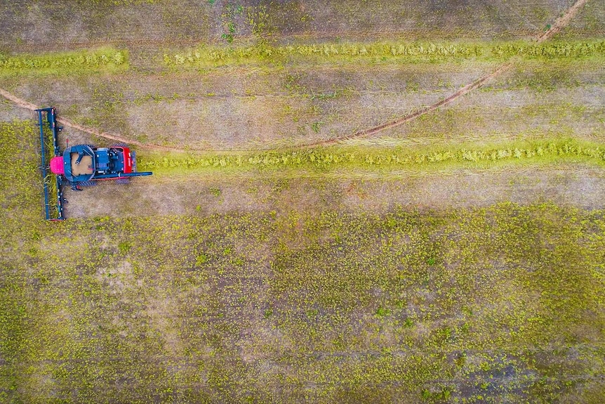 An aerial view of a harvester in a paddock of hemp
