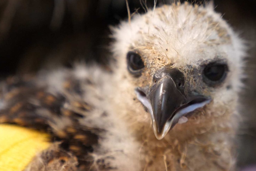 Close up view of a  chick's face