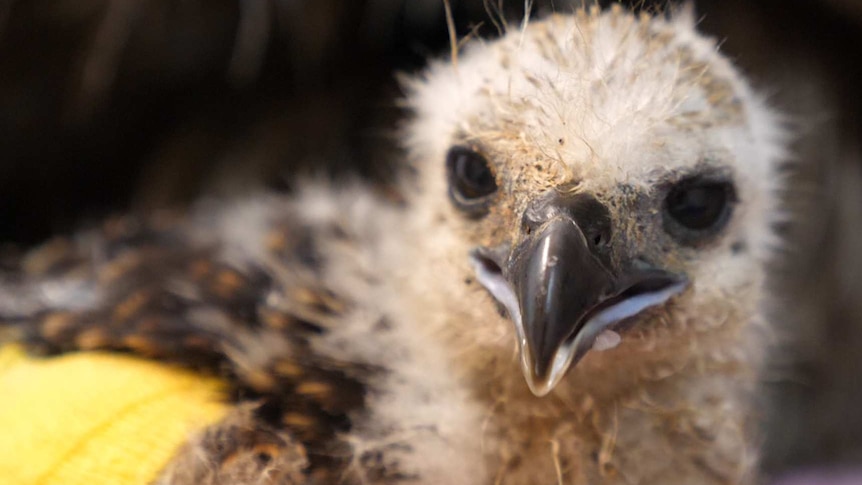 Close up view of a  chick's face